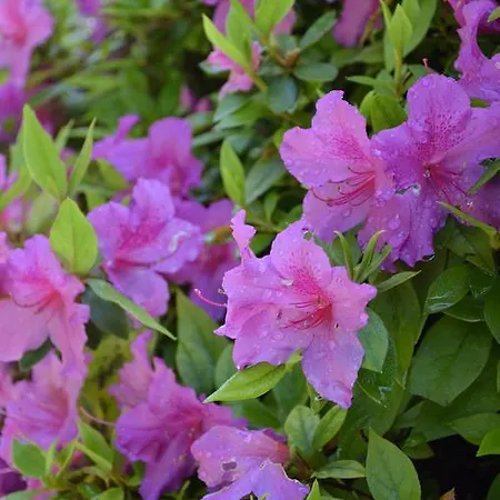 Daire Anma Sole Acquaseria